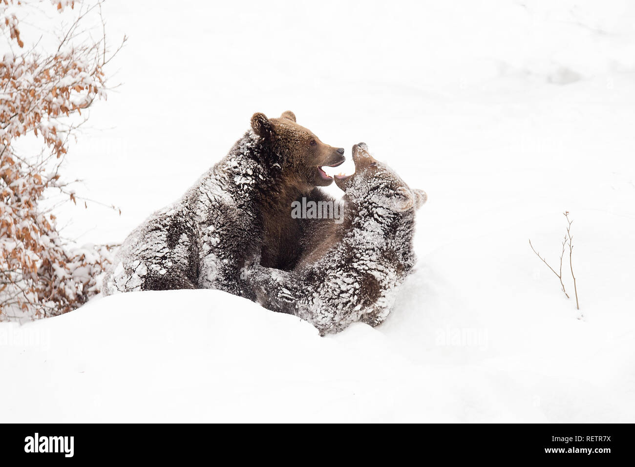 Les jeunes ours brun - Ursus arctos jouent sur la neige Banque D'Images