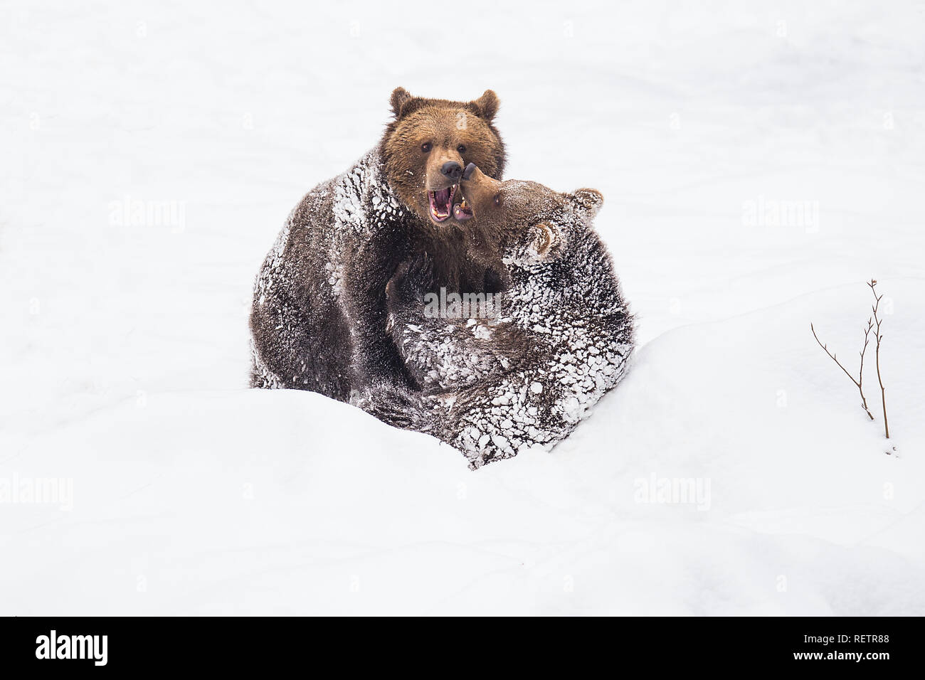 Les jeunes ours brun - Ursus arctos jouent sur la neige Banque D'Images