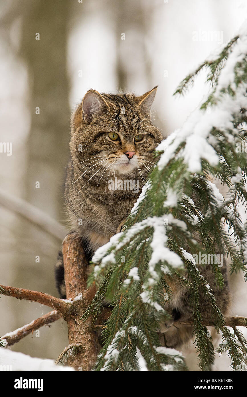 - Felis silvestris chat sauvage européen sur une épinette Banque D'Images