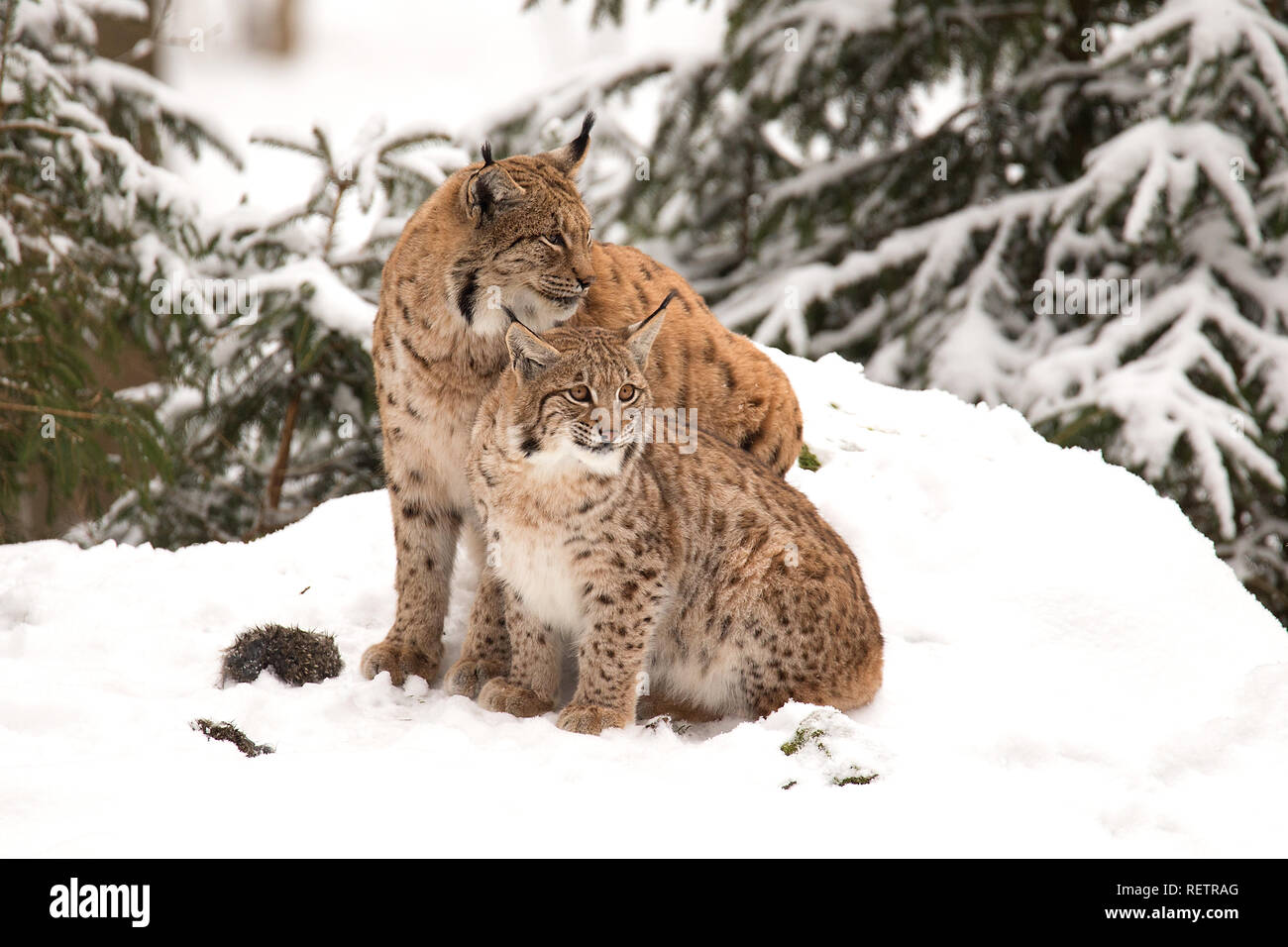 Deux Linx sur la neige Banque D'Images