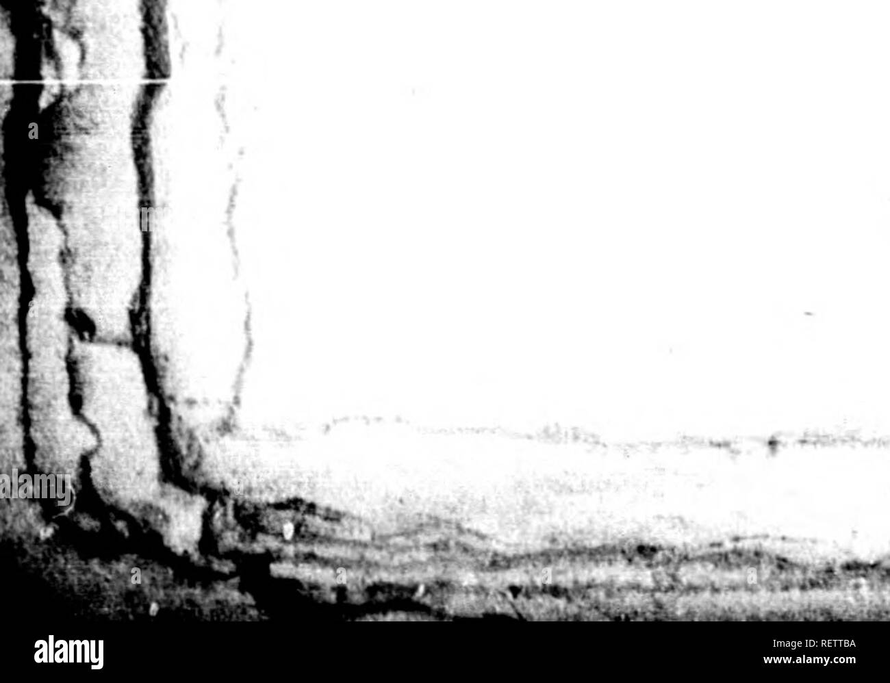 . Histoire naturelle de Buffon [microforme] : classÃ©e par ordres, genres et espÃ¨ces, d'aprÃ s le¨¨ me systÃ de LinnÃ© avec les caractÃ¨gÃ©nÃ© res riques et la nomenclature combinée LinnÃ©enne. Sciences naturelles ; Zoologie ; Animaux ; anthropologie ; histoire naturelle ; zoologie ; Animaux ; anthropologie. l^j j 1^ &gt ; ll4 B E L' H O M M F. À-dire, dans toutes les races d'hommes qui sont les plus loignces Ã"du blanc, et il n'arrivent jamais chez les Indiens qu'il naisse des individus noirs : une autre singularitÃ© , c'est que tous cea peuples des Indes orientales, de l'UN- Frédérique et de l'AmÃ©rique, chez lesquels o Banque D'Images