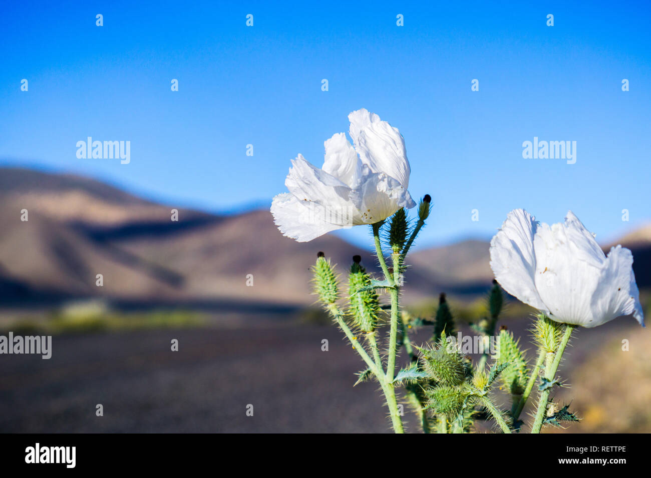 Prickly Poppy (Argemone mamzelkate) croissant sur le bord de la route dans les montagnes de la vallée de la mort, Californie Banque D'Images