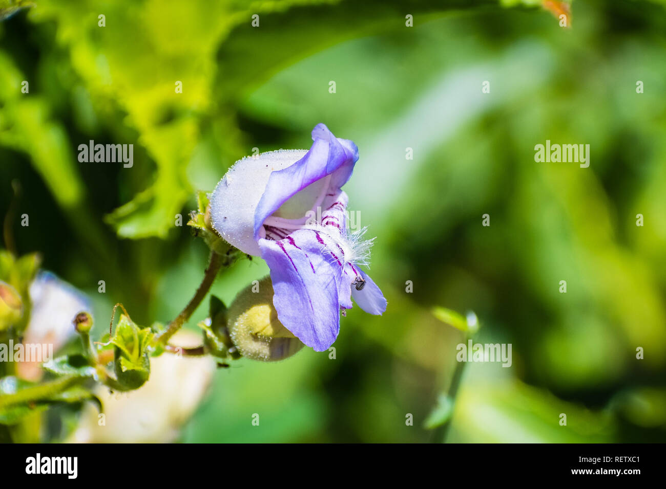 Close up of Williamsburg's beardtongue (Penstemon grinnellii) floraison de fleurs sauvages dans la région de Angeles National Forest, Los Angeles County, Californie ; troubles de gree Banque D'Images