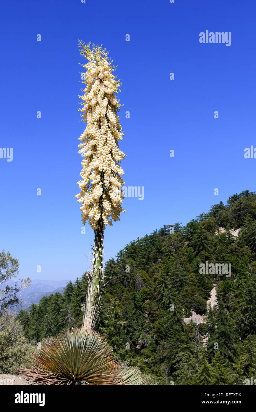 Hesperoyucca whipplei Yucca (Chaparral) fleurissent dans les montagnes, Angeles National Forest ; Los Angeles County, Californie Banque D'Images