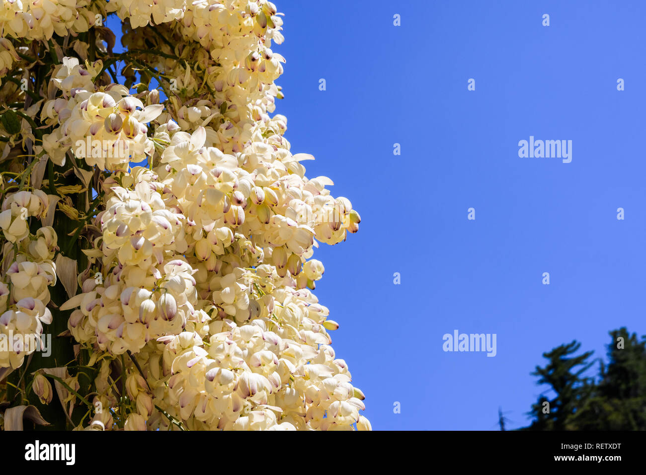 Close up du Chaparral Yucca (Hesperoyucca whipplei) fleurissent dans les montagnes, Angeles National Forest ; Los Angeles County, Californie Banque D'Images
