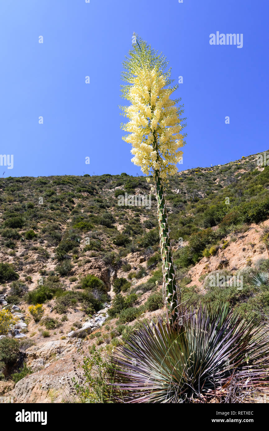 Hesperoyucca whipplei Yucca (Chaparral) fleurissent dans les montagnes, Angeles National Forest ; Los Angeles County, Californie Banque D'Images
