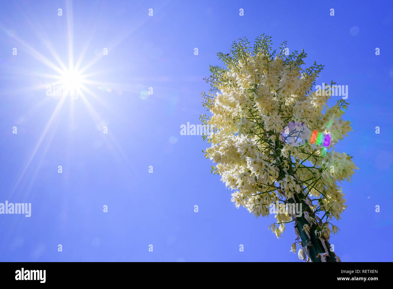 Hesperoyucca whipplei Yucca (Chaparral) fleurissent dans les montagnes, Angeles National Forest ; Los Angeles County, Californie Banque D'Images