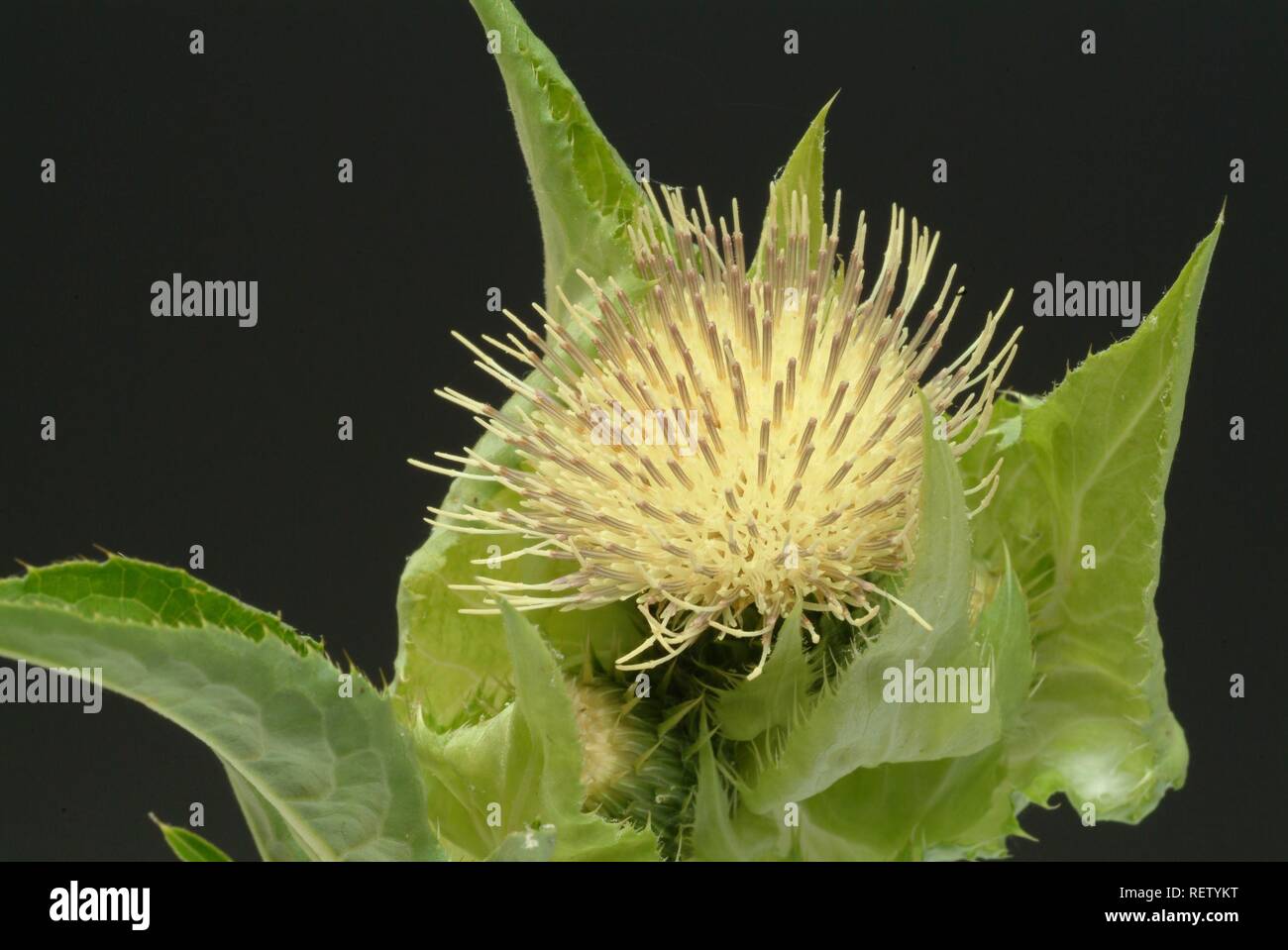 Chardon (Cirsium oleraceum chou), Blossom, plante médicinale Banque D'Images