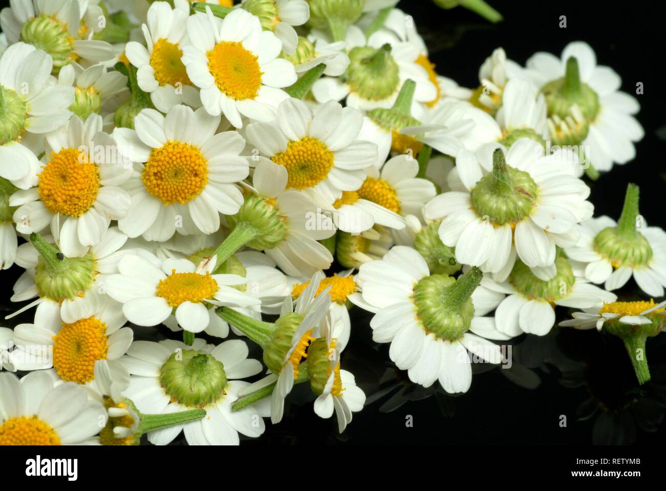 Grande camomille (Chrysanthemum parthenium), plante médicinale Banque D'Images