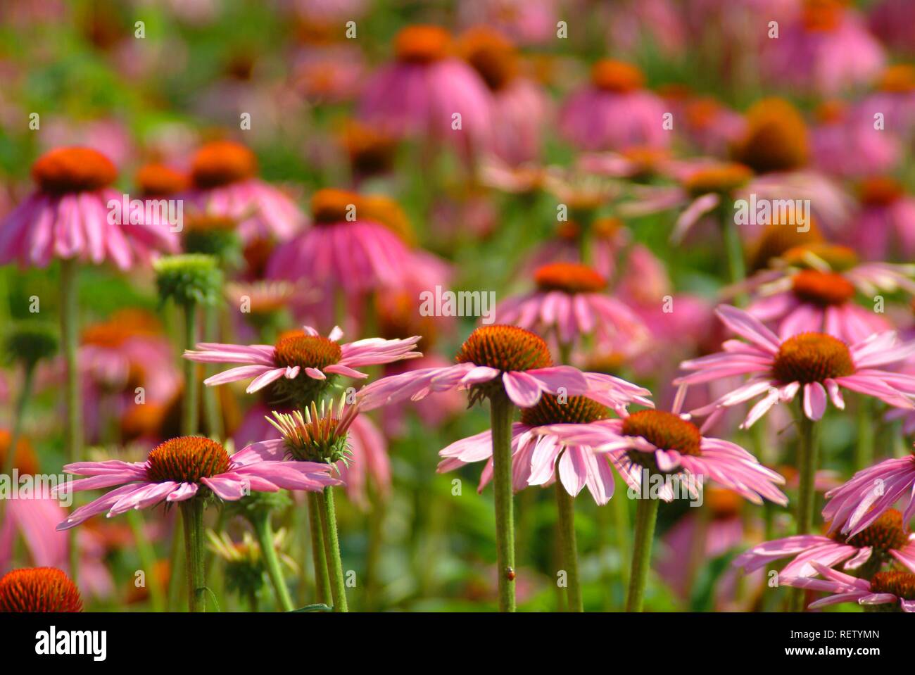 L'Est de l'échinacée (Echinacea purpurea), plante médicinale Banque D'Images