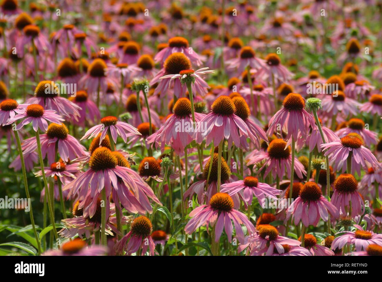 L'Est de l'échinacée (Echinacea purpurea), plante médicinale Banque D'Images