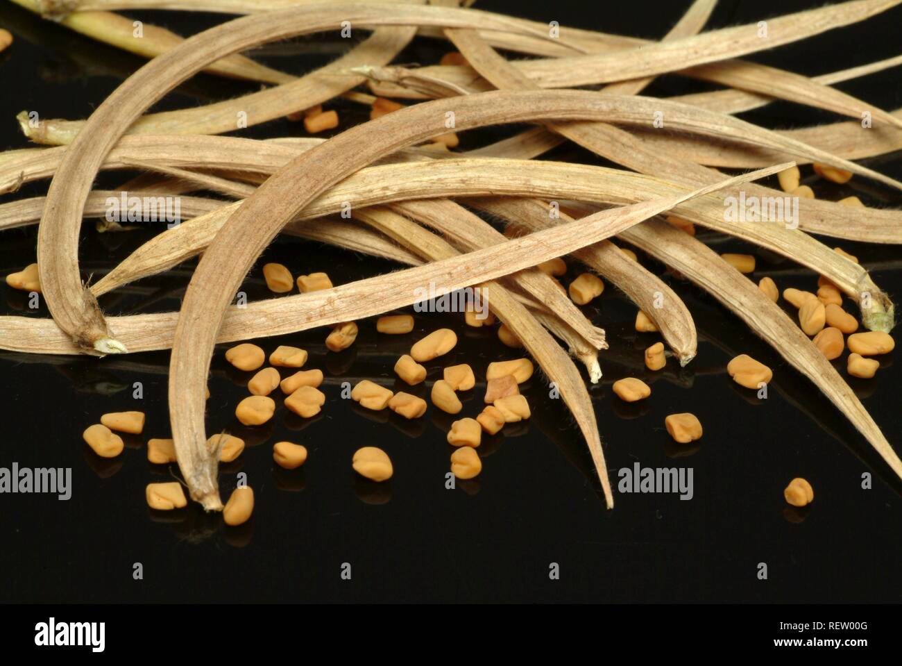 Fenugrec : Cette Plante Permet De Lutter Contre L’anémie - Echos Santé - Foto 2