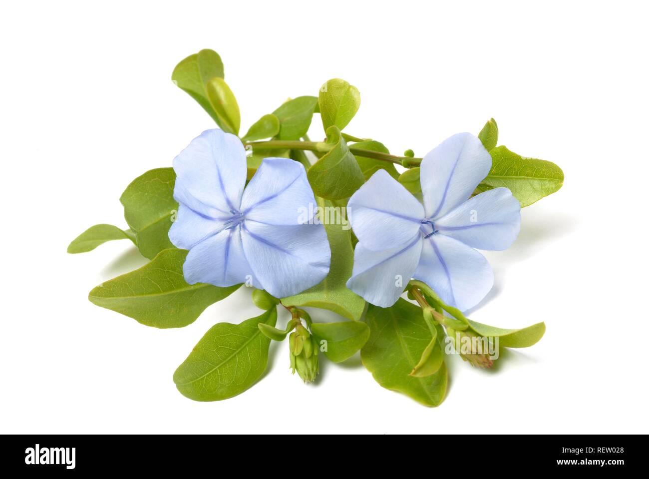 Plumbago bleu (Plumbago capensis), plante médicinale Banque D'Images