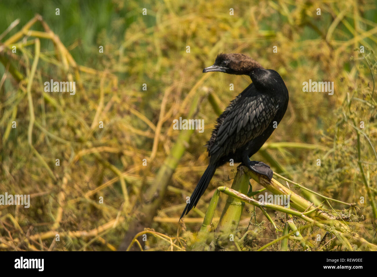 Cormoran pygmée / Lanius pygmaeus Banque D'Images