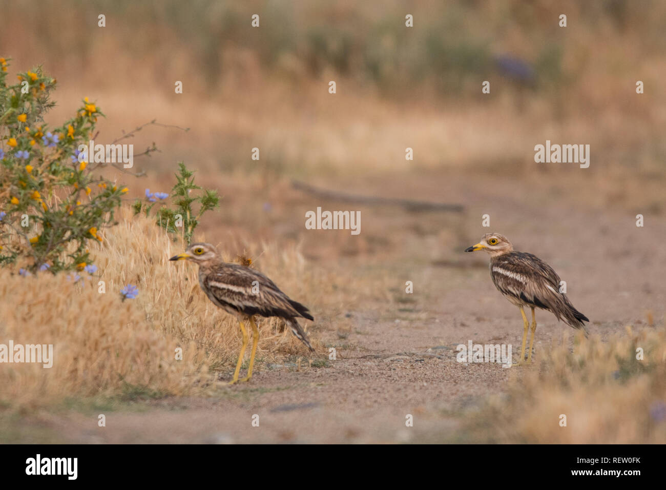 Bruant à gorge blanche / Burhinus bistriatus Banque D'Images