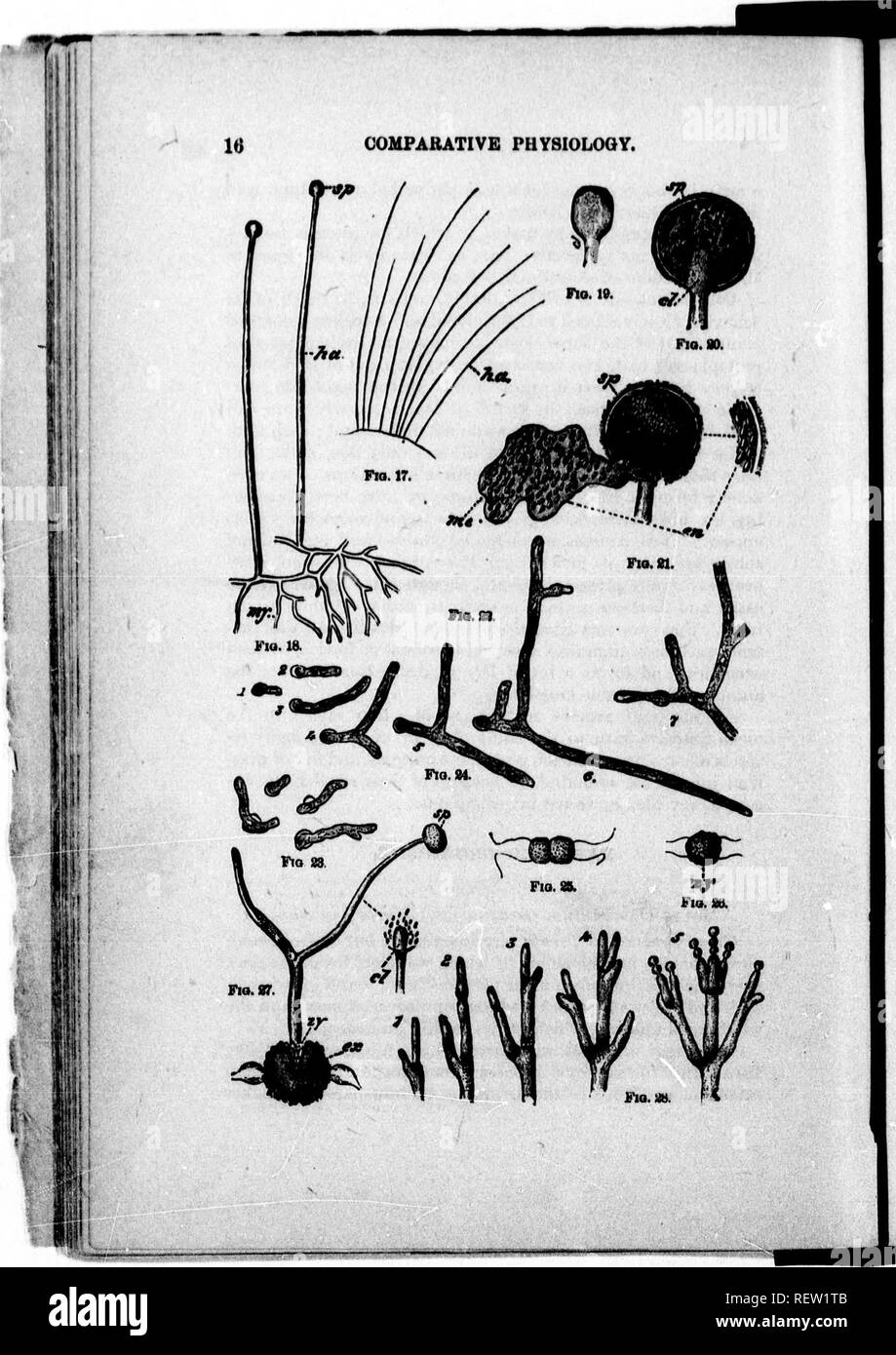 . Un texte-livre de physiologie comparée [microforme] : pour les étudiants et les praticiens de médecine vétérinaire (comparatif). La Physiologie, physiologie vétérinaire ; comparatifs ; physiologie comparée ; physiologie vétérinaire. . Veuillez noter que ces images sont extraites de la page numérisée des images qui peuvent avoir été retouchées numériquement pour plus de lisibilité - coloration et l'aspect de ces illustrations ne peut pas parfaitement ressembler à l'œuvre originale.. Mills, Wesley, 1847-1915. New York : D. Appleton ; Londres : Caxton House Banque D'Images