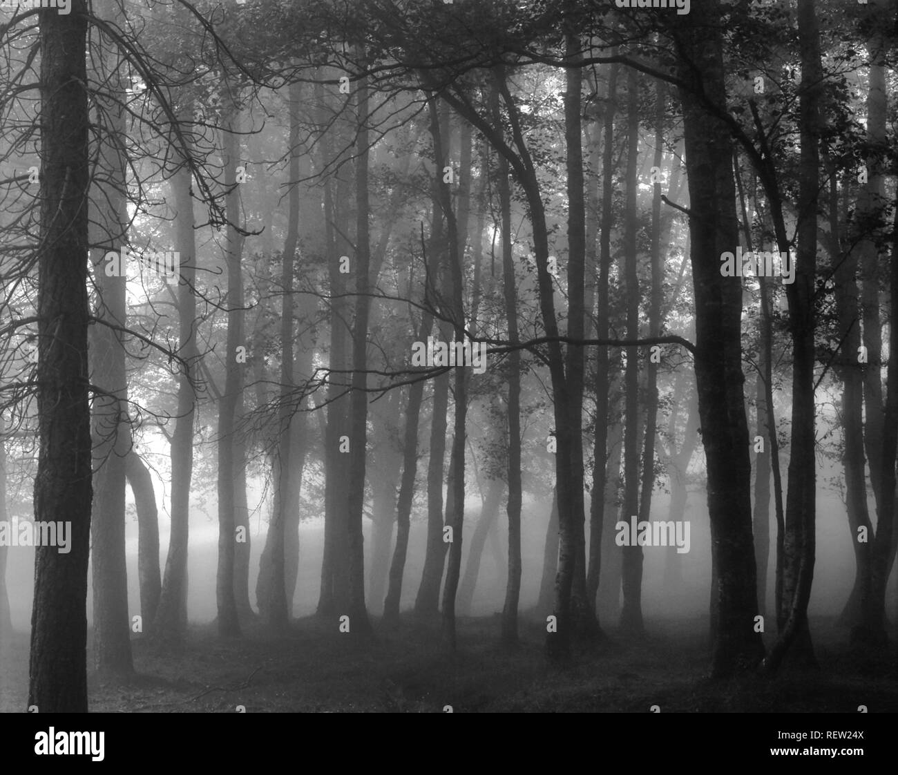 Foggy woods de Peneda Geres National Park, au nord du Portugal. Converti en noir et blanc.((Analog photography. Slide 120) Banque D'Images