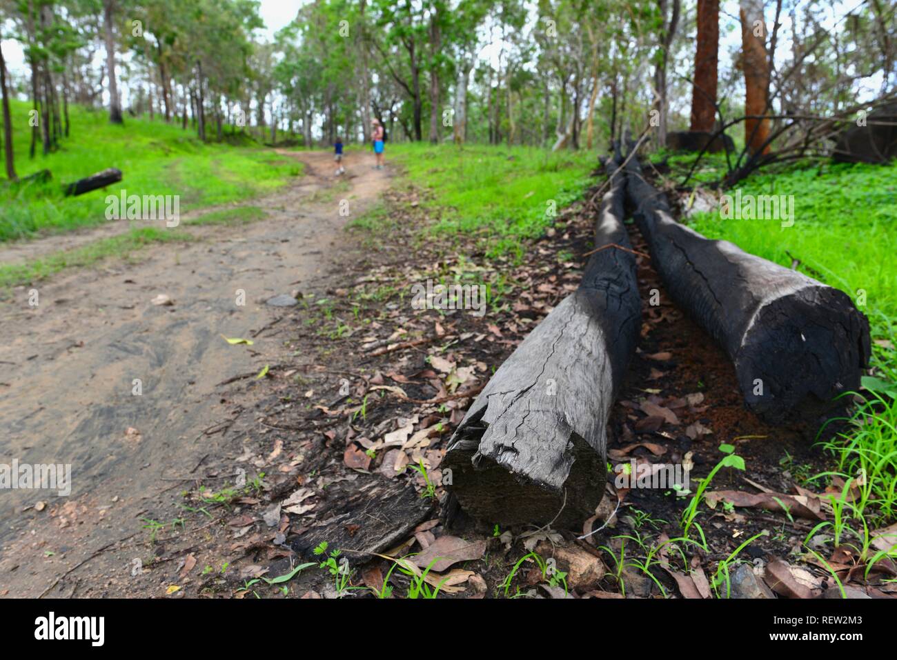 Les dommages causés par l'incendie et à la repousse de la forêt d'État mia mia novembre 2018 après l'incendie, Queensland, Australie Banque D'Images