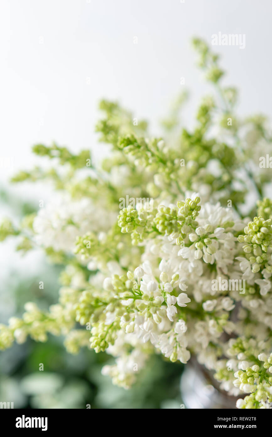Bouquet de lilas blanc vase en verre. Bouquet de fleurs sur fond clair. Fond d'écran. Arbres en fleurs de printemps Banque D'Images