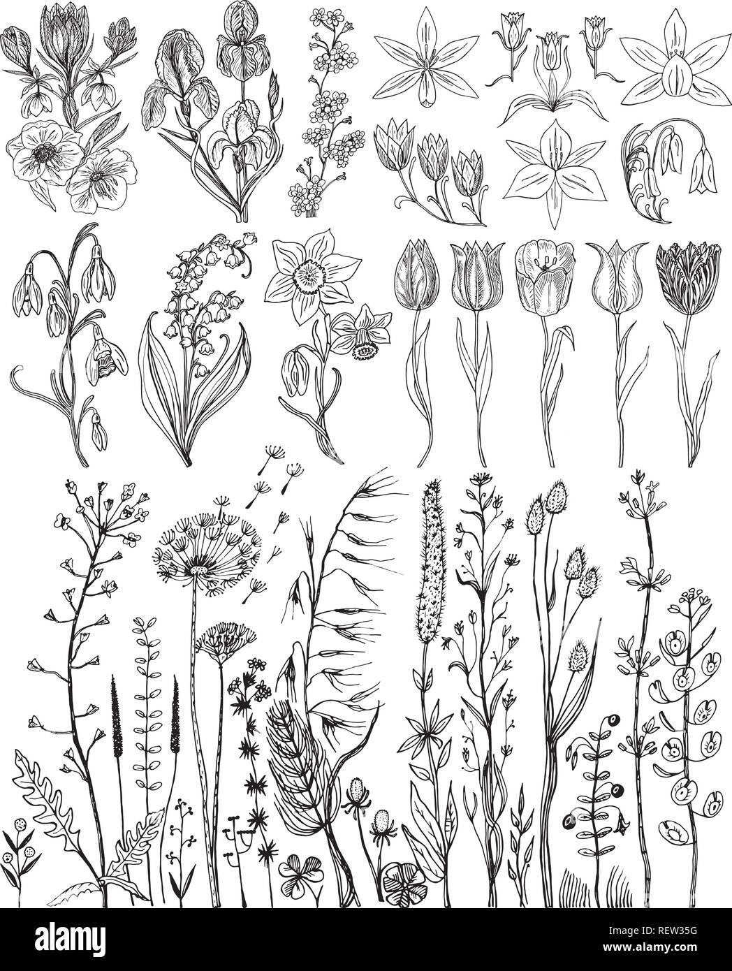 Fleurs sauvages avec des feuilles. Ensemble de plantes botaniques de mariage avec la feuille et les bourgeons. Printemps bio botanique herbe. Dessinés à la main, gravée dans doodle croquis. Cartes de collection et des étiquettes, des livres et des bannières. Illustration de Vecteur