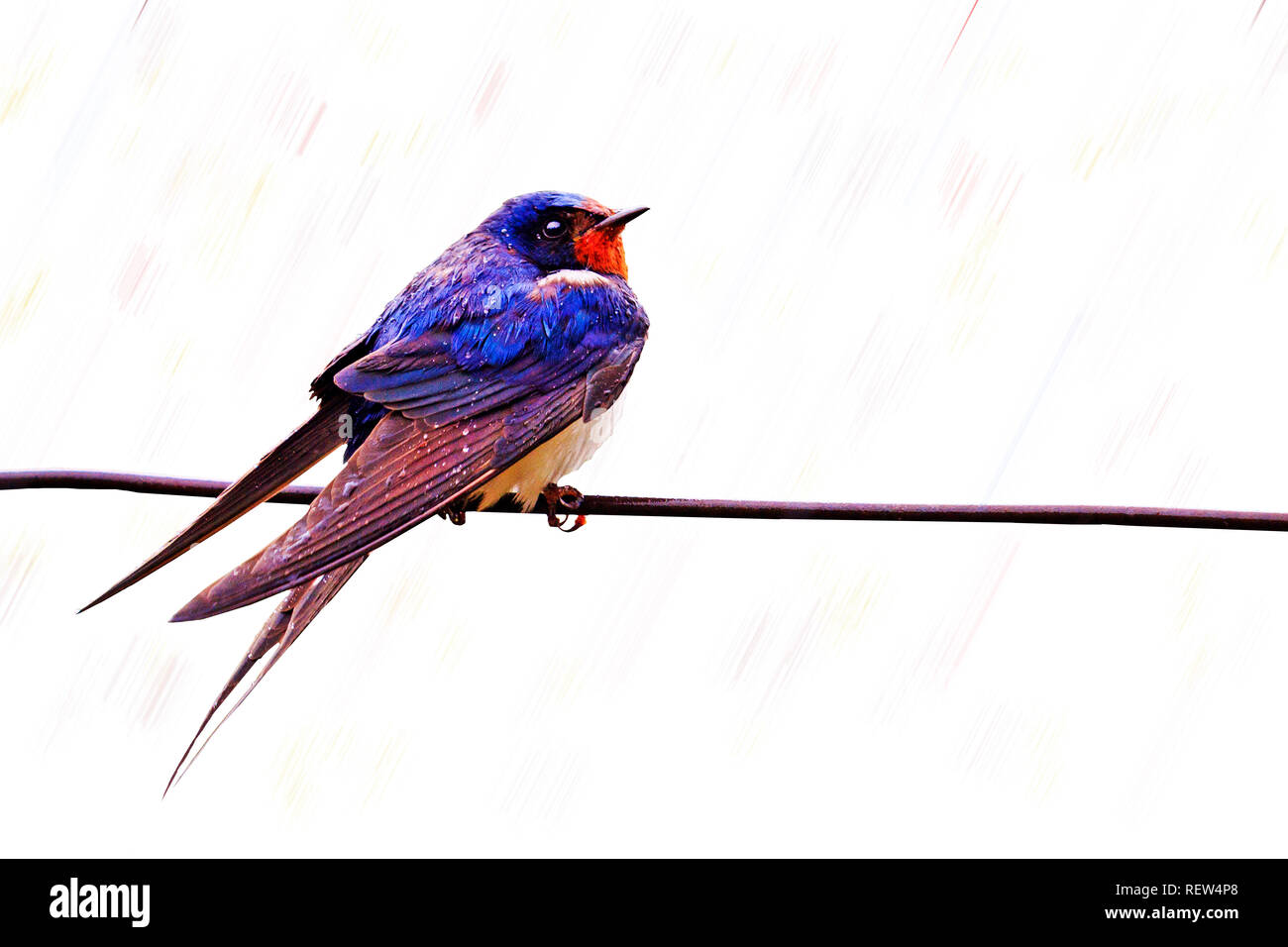 Avaler sur un fil dans la pluie couleur Banque D'Images