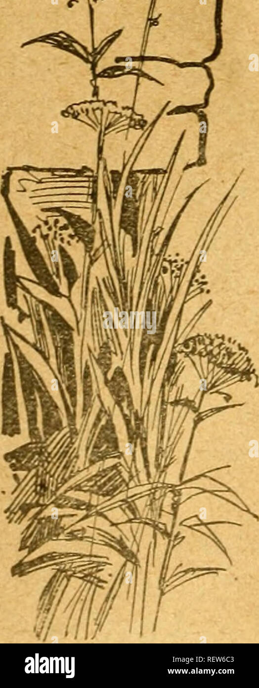 . M. Hess livre stock : un traité scientifique sur les chevaux, bovins, moutons, porcs et volailles. Les chevaux, la médecine vétérinaire. La nourriture pour un cheval doit al- façons être propres et exempts de poussière de charbon, Moule ou. La ration de grain ne devrait pas être limité à un seul article, comme le maïs ou d'avoine* Les meilleurs résultats sont obtenus à partir de la GIV- ant une variété de céréales, telles que l'avoine, le maïs, l'wheatbran et middlings, avec tourteau de lin à l'occasion. Blé n'est pas une forme souhaitable de la nourriture pour le cheval, comme il est susceptible de former la pâte et est assez difficile à digérer. Vert, les grains sont extrêmement mal guérie. Veuillez noter Banque D'Images