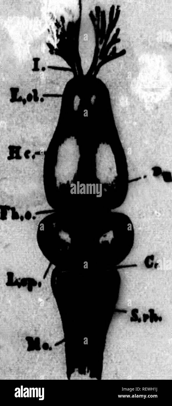 sous vétement homme