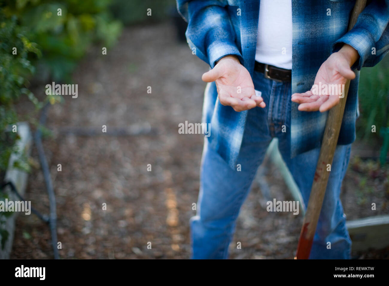 Mains d'un homme mûr alors qu'il est dans son jardin. Banque D'Images