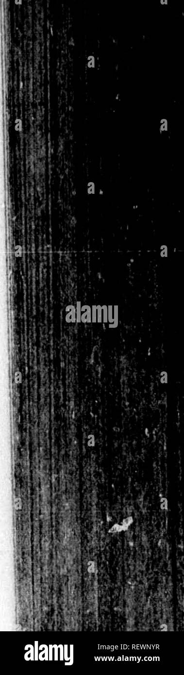 . Frank Forester's le poisson et la pêche de l'Organisation des États et provinces britanniques d'Amérique du Nord [microforme]. Poissons ; Pêche ; poissons ; pêche sportive. SALMONIUJE. 79 place, avait plusieurs batailles pour un endroit particulier, mais la Truite a fini par être le maître. La taille de ces poissons n'est pas mentionné, mais bien sûr, il y avait quelque chose qui ressemble à une égalité, comme le brochet se nourrit constamment sur les petites truites. Il est très certain que, bien que de grands ravages est faite entre les saumons par le joint et la loutre, il n'y a pas de poissons d'eau douce qui venjju-e sur les attaquer, pas même le Brochet Banque D'Images