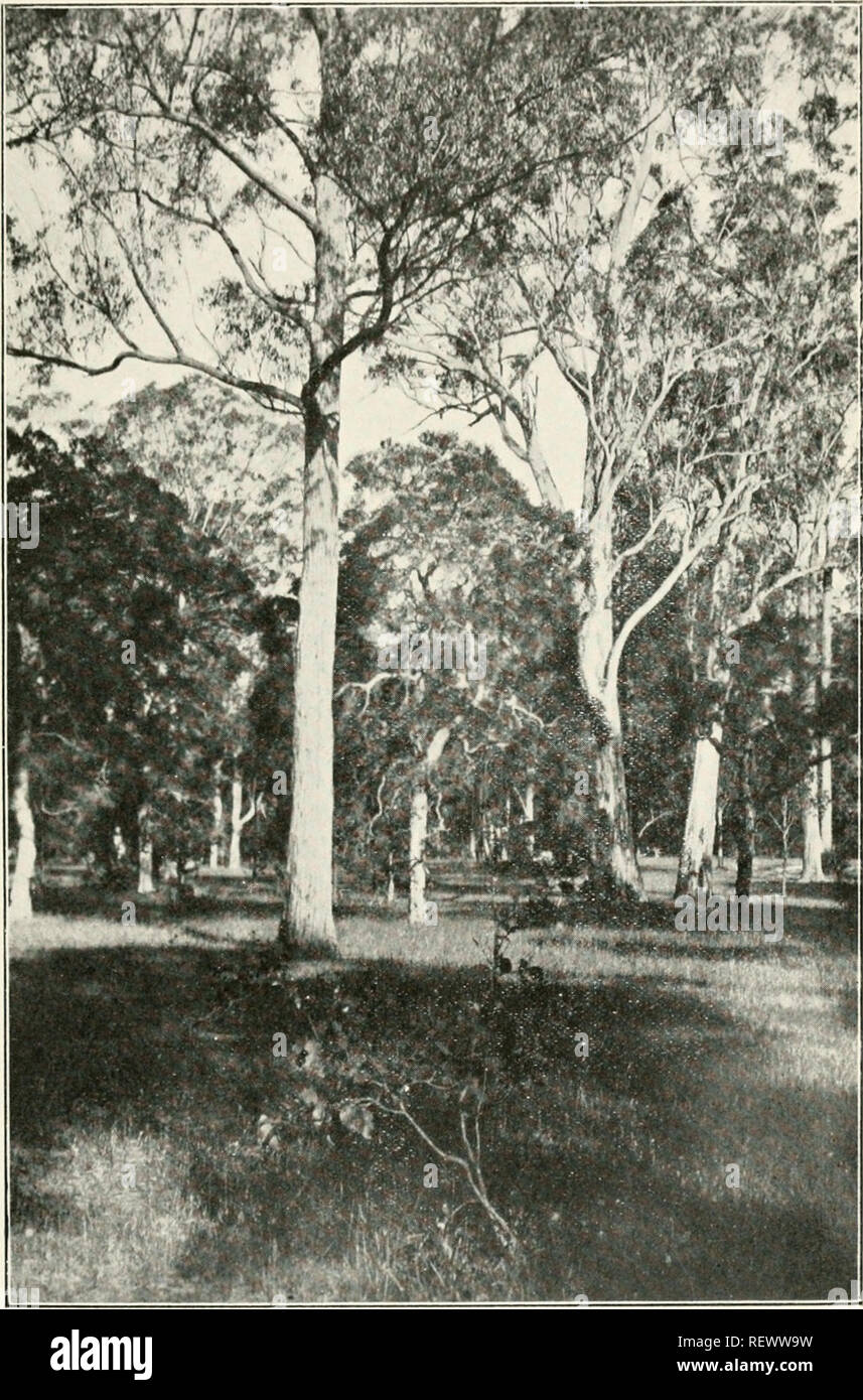 . L'UEM. Les oiseaux -- Périodiques ; Les oiseaux -- Australasie périodiques. L'Emu, Tome XIX, LA PLAQUE XIII.. Blacktowii luiuut X.S.W. Ilic, Icccling;uul-sol de miel de forêt-eaters. La boîte d'un arbrisseau au premier plan a été infesté par des larves de mouches à scie, à partir de laquelle j'ai vu Black-throated mangeurs de miel faire un repas.. Veuillez noter que ces images sont extraites de la page numérisée des images qui peuvent avoir été retouchées numériquement pour plus de lisibilité - coloration et l'aspect de ces illustrations ne peut pas parfaitement ressembler à l'œuvre originale.. Australasian Ornithologists' Union ; Royal Australasian Ornithologists' Union. Banque D'Images