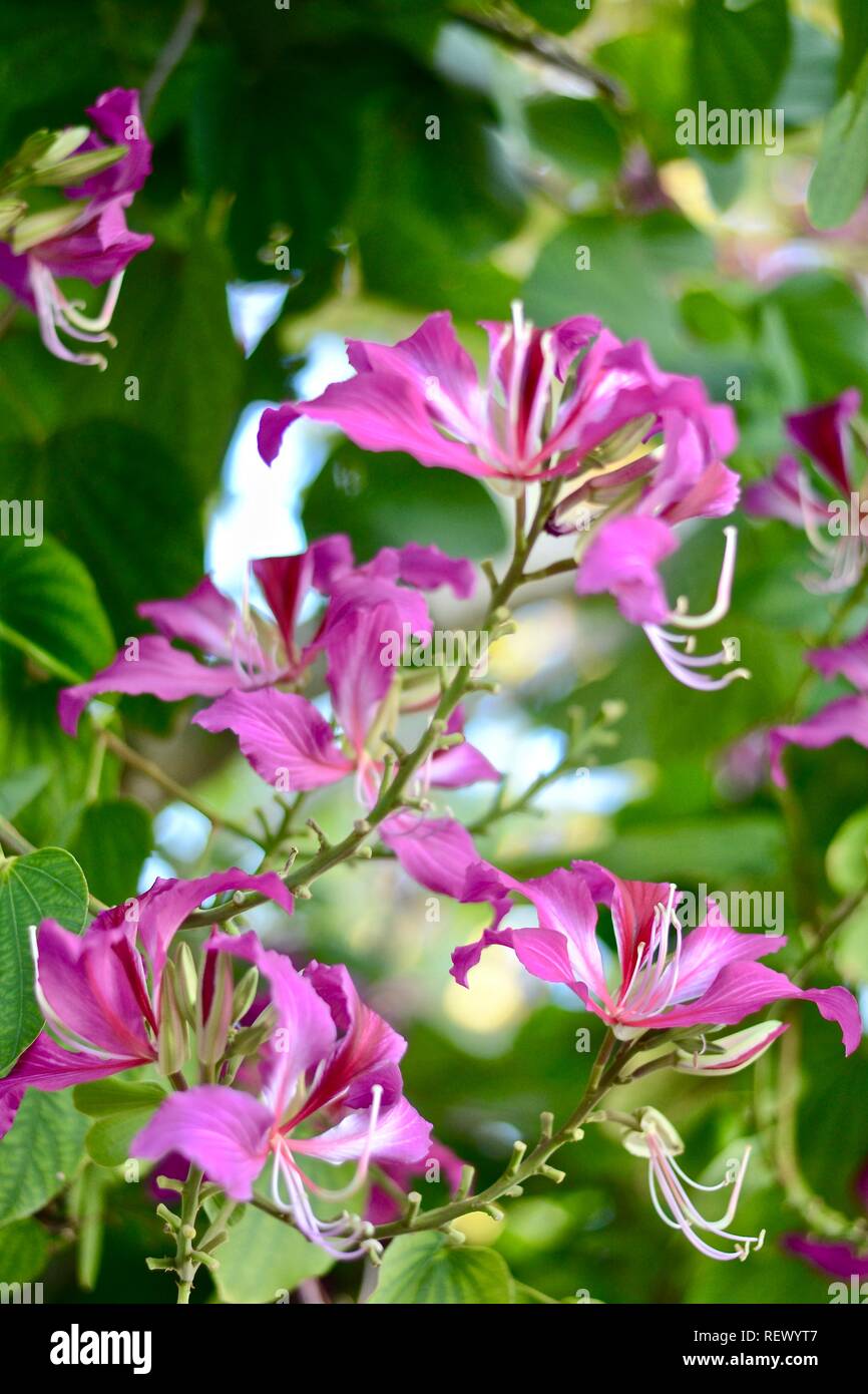 Tropical, palm, nature, fleur, plante, vert, l'arrière-plan, de la flore, arbre, belle île,, paysage, piscine, coloré, arbres, papier peint, décoration, Banque D'Images Tropical, palm, nature, fleur, plante, vert, l'arrière-plan, de la flore, arbre, belle île,, paysage, piscine, coloré, arbres, papier peint, décoration, Banque D'Images