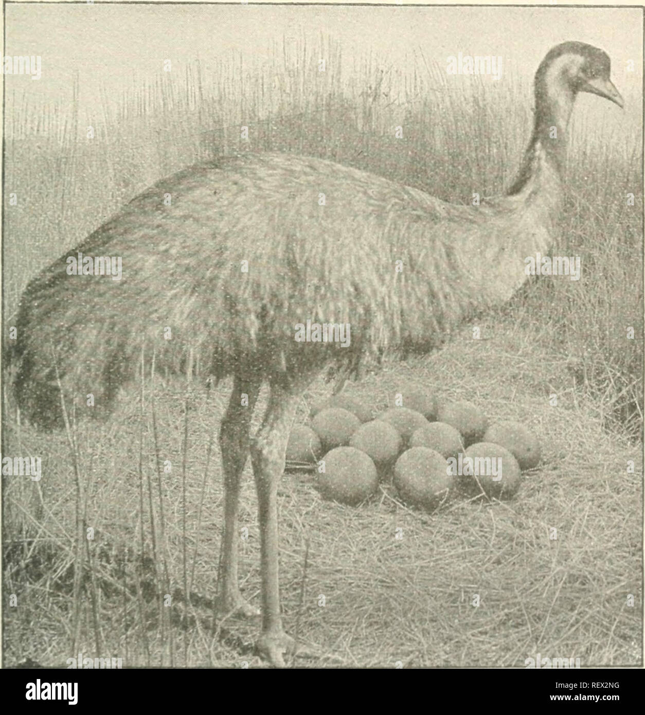 Dyscyplina namiętny Przygotowanie co je emu zaglądać Facet Narabar