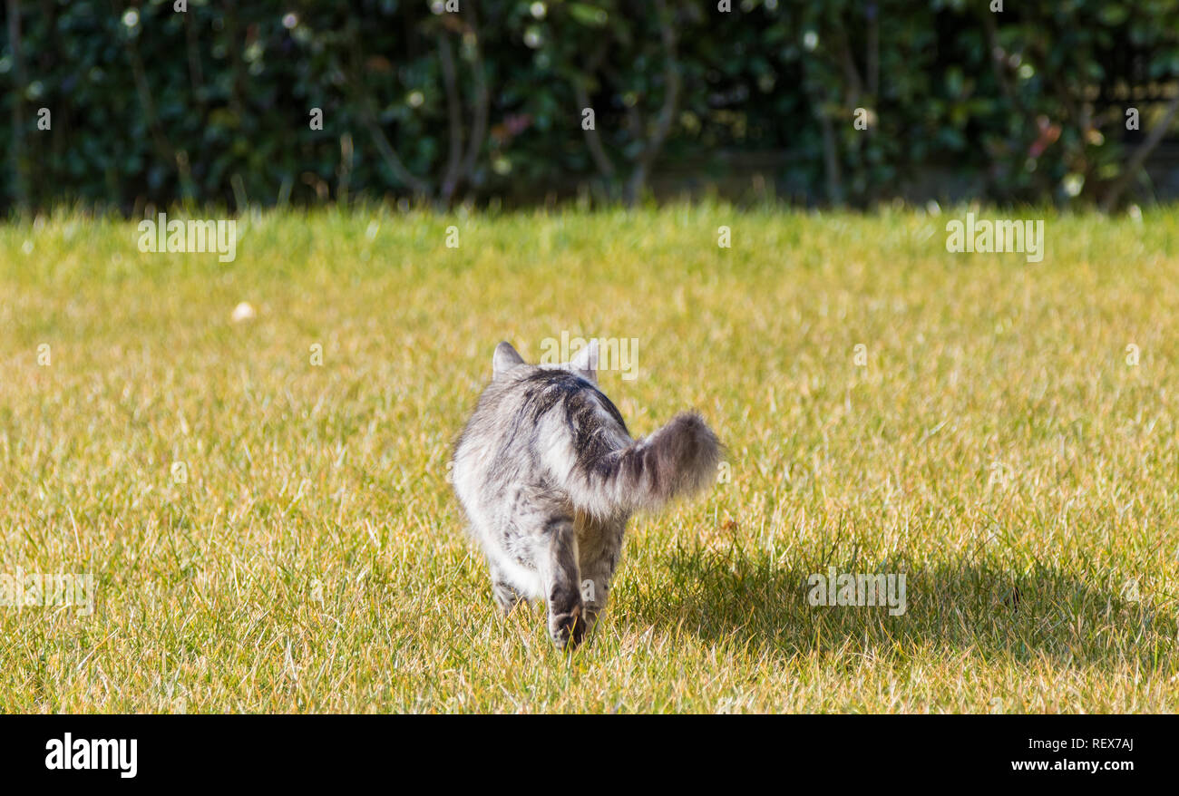 Les Animaux à Poils Longs De Lélevage Dans Un Jardin De