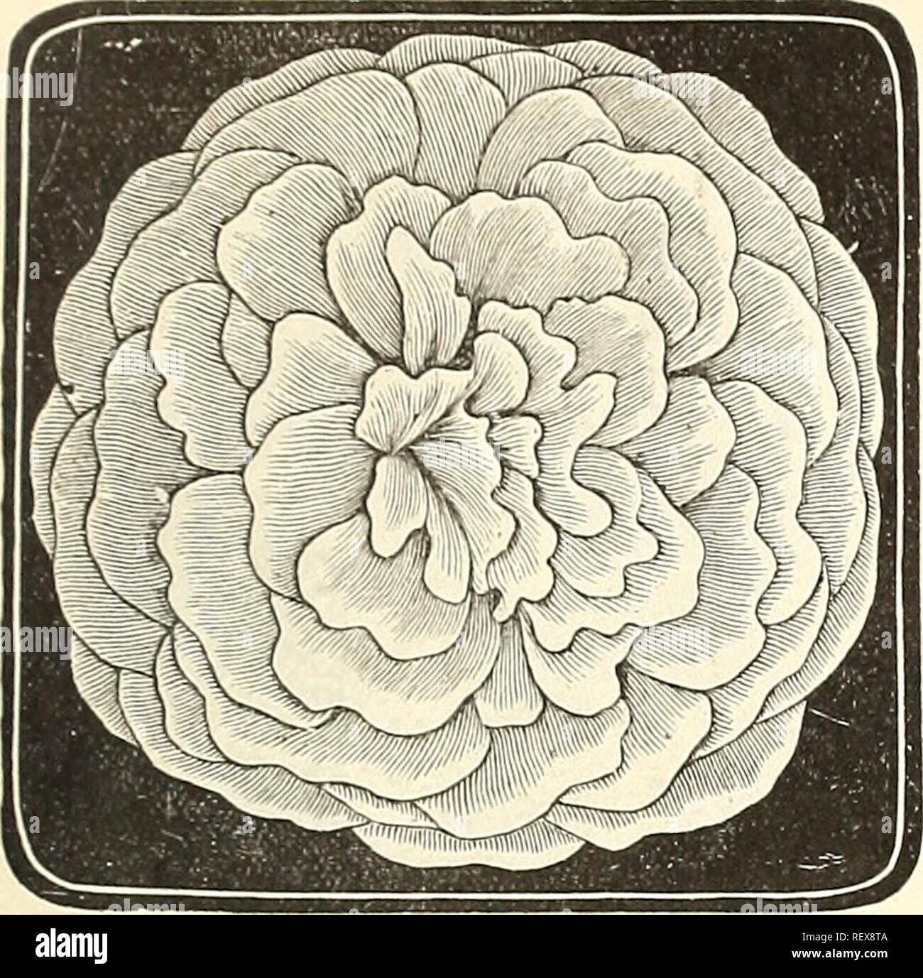 . Dreer's Liste des prix de gros pour les fleuristes et les maraîchers : édition d'été Juillet Août 1891. Ampoules (plantes) ; les catalogues de graines de fleurs, graines de légumes Catalogues Catalogues ; Matériel et fournitures de jardinage catalogues ; pépinières (Horticulture) Catalogues. Les fleuristes et les jardiniers. Échange pkt. Par oz. Aquilegia Ancolie), (chiysantha, Golden Spur'd 2075 ccerulea » (bleu) 30 4 00 glandulosa, (très voyante)... 30 Skiuneri, rouge, jaune à 30 siude 1025 double mixte " " 15 30. Sapin baumier. La perfection Double blanc. Nous avons vendu cette souche de plants de plus de 15 ans pour l'enti Banque D'Images