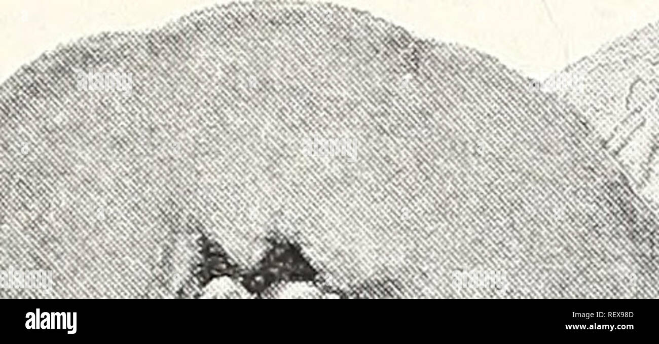 . Dreer's wholesale catalogue pour les fleuristes et les maraîchers : 1943 Hiver - printemps - été. Ampoules (plantes) ; catalogues de semences de légumes, graines de fleurs Catalogues Catalogues ; pépinières (Horticulture) ; Catalogues Catalogues de fournitures et de matériel de jardinage. HENRY A. DREER, INC. Les graines de légumes de qualité CATALOGUE DE GROS. Melon, la fierté du Wisconsin, oignon jaune Southport Globe COS LettUCe Port payé 473 479 vert foncé cos cos Trianon 493 Gold-Lined 500 melon délicieux Fordhook 506 Cœurs d'or Special 509 Rock 510 Miel Hale's Best Watermelon 538 Queen Dixie La Crème de miel 541 543 Iris Banque D'Images