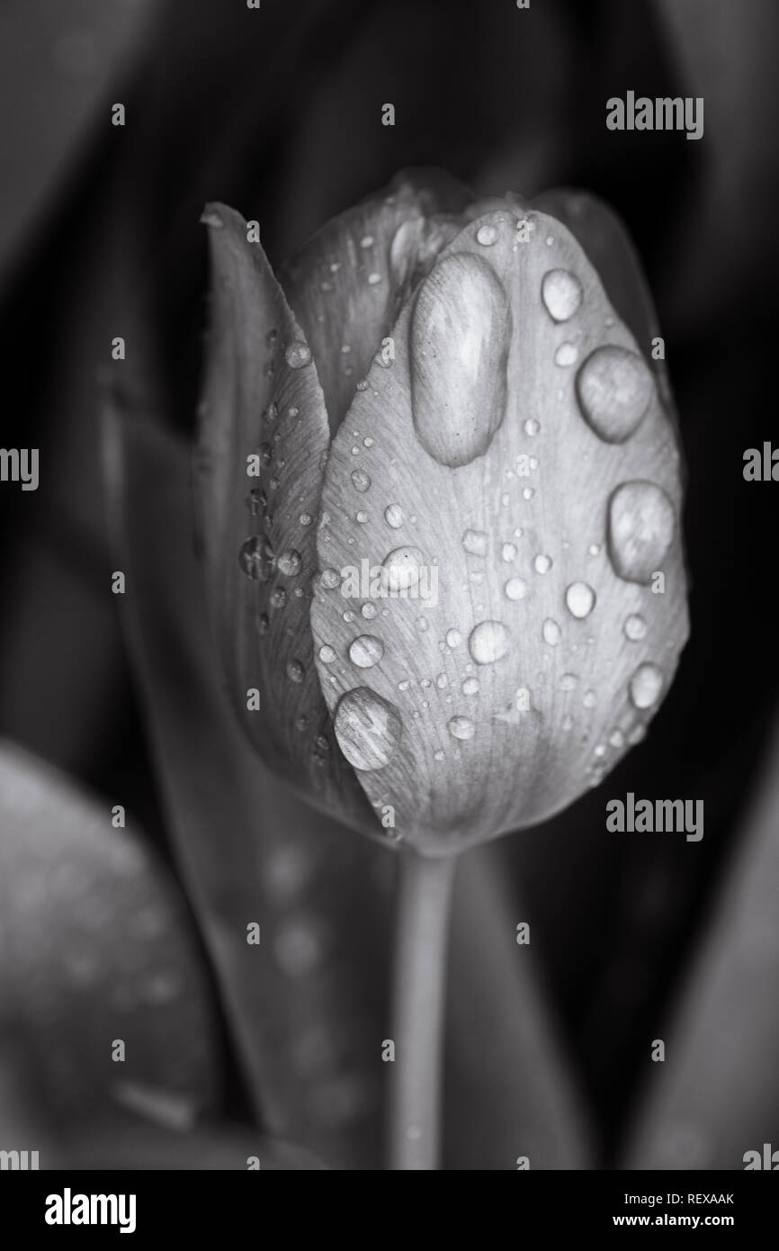 Tulipe noire et blanche avec des gouttes de pluie Banque D'Images