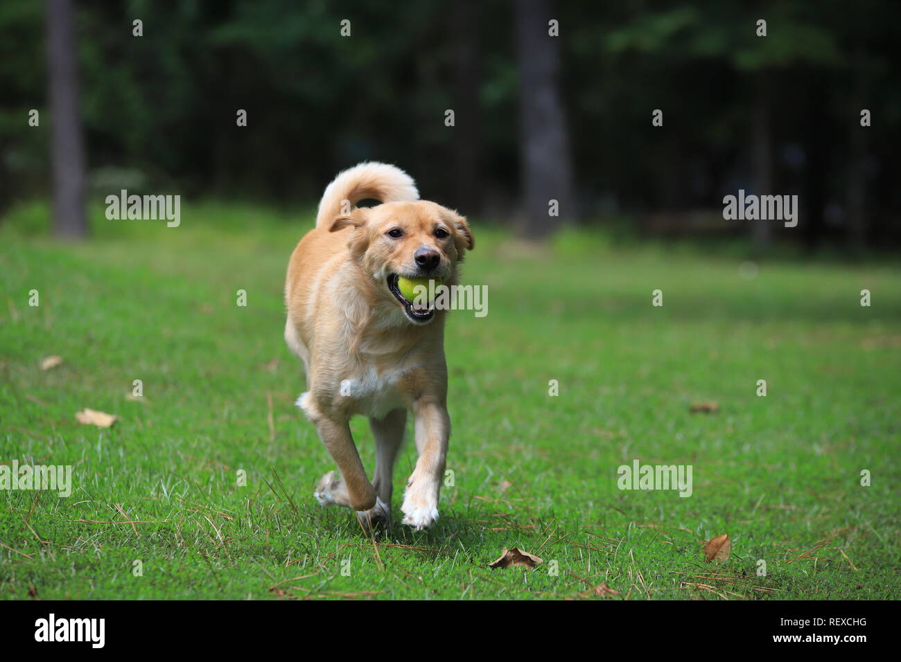 Mélange d'or chien jouant fetch dans l'arrière-cour avec balle de tennis Banque D'Images