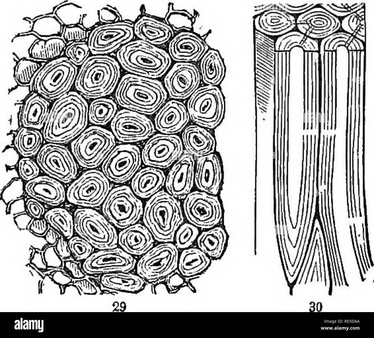 . Introduction à la botanique systématique et structurel, et la physiologie végétale. La botanique. doublure. Chaque degré de ce dépôt secondaire se produit, d'une légère augmentation de l'épaisseur de la membrane à l'filhng de la plus grande partie de la cavité de la cellule. Tout le bois dur fournit une illustration. En effet, la différence entre sap- bois et dans les arbres de bois de cœur est principalement en raison de l'augmentation de ce dépôt, qui convertit l'ancien dans cette dernière comme on peut le voir en comparant, sous le microscope, les tissus du plus vieux avec que des nouveaux anneaux de bois, prises à partir de la th Banque D'Images