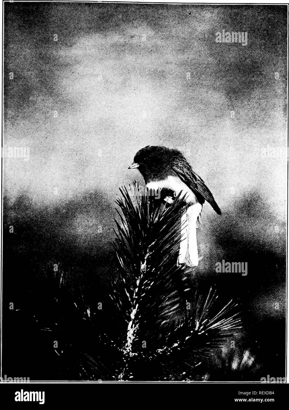 . Aventures de tous les jours. L'histoire naturelle. Le JUNCO SUR SA TOUR DE GUET. Veuillez noter que ces images sont extraites de la page numérisée des images qui peuvent avoir été retouchées numériquement pour plus de lisibilité - coloration et l'aspect de ces illustrations ne peut pas parfaitement ressembler à l'œuvre originale.. Scoville, Samuel, 1872-. Boston, The Atlantic Monthly Press Banque D'Images