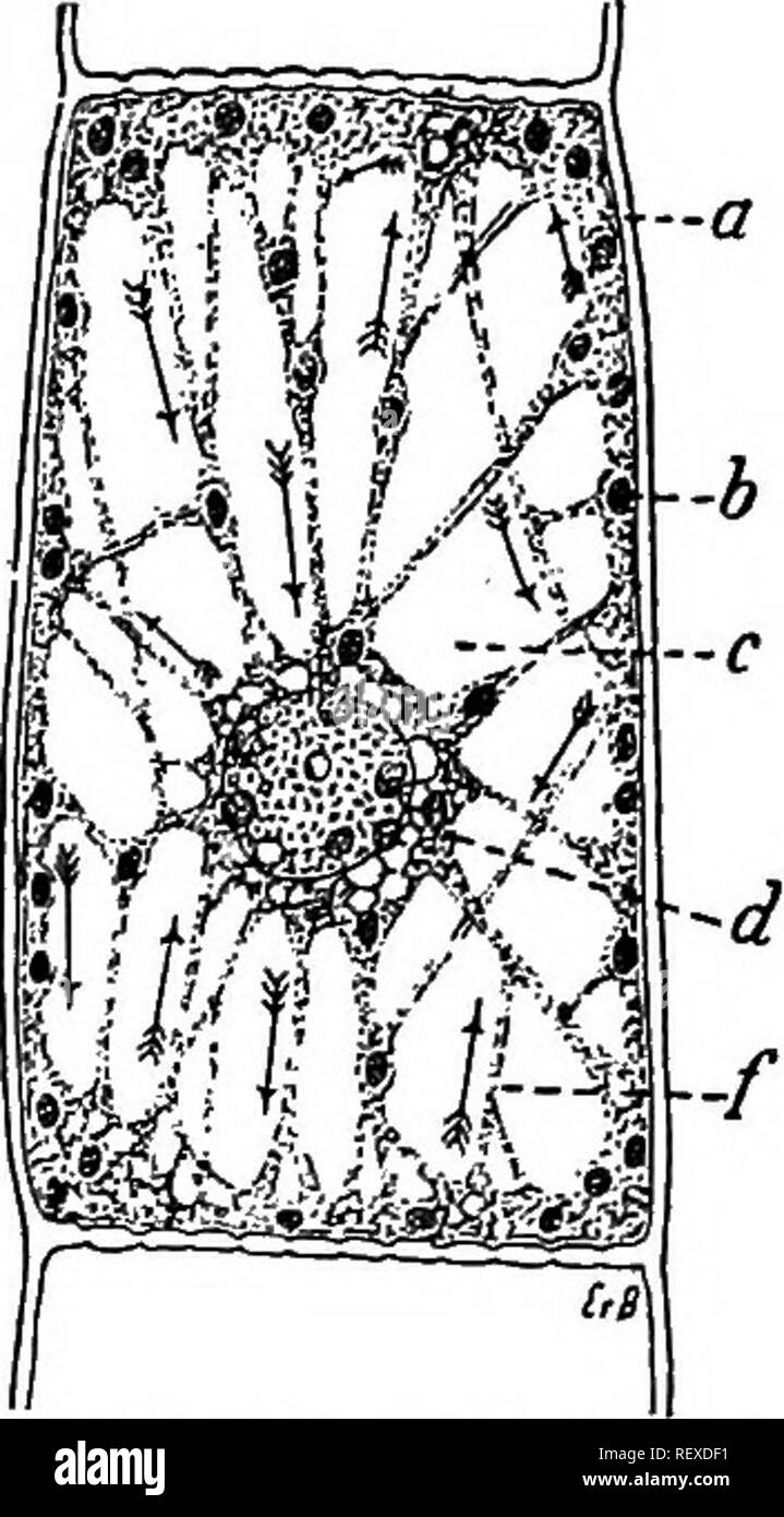 . Texte pratique-livre de physiologie végétale. Physiologie végétale. Mouvements de protoplasme 41 autre part une augmentation de la proportion de l'oxygène n'accélère pas la libération d'énergie, ou sensiblement modifier l'exécution de l'organisme sauf dans la mesure où elle affecte la pression des autres éléments atmosphériques. 58. Mouvements de protoplasme streaming en l'absence d'oxygène. Montage d'une feuille d'Philotria, Nitella, ou d'une sèche qui montre un net mouvement en continu, sur une lamelle couvre-2 cm. de diamètre et inverser sur l'ouverture d'une chambre à gaz d'Engelmann. Sceller le couvercle de la chambre par un SMA Banque D'Images