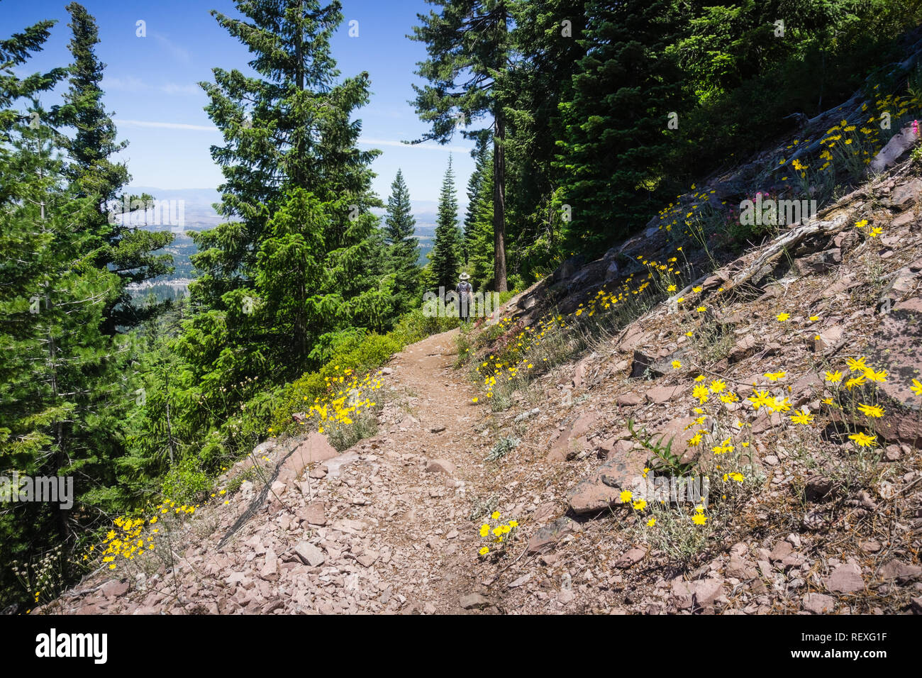 Randonnées sentier menant au sommet de Black Butte, à proximité de la montagne de Shasta, le comté de Siskiyou, le nord de la Californie ; Common woolly sunflower fleurit sur le côté o Banque D'Images