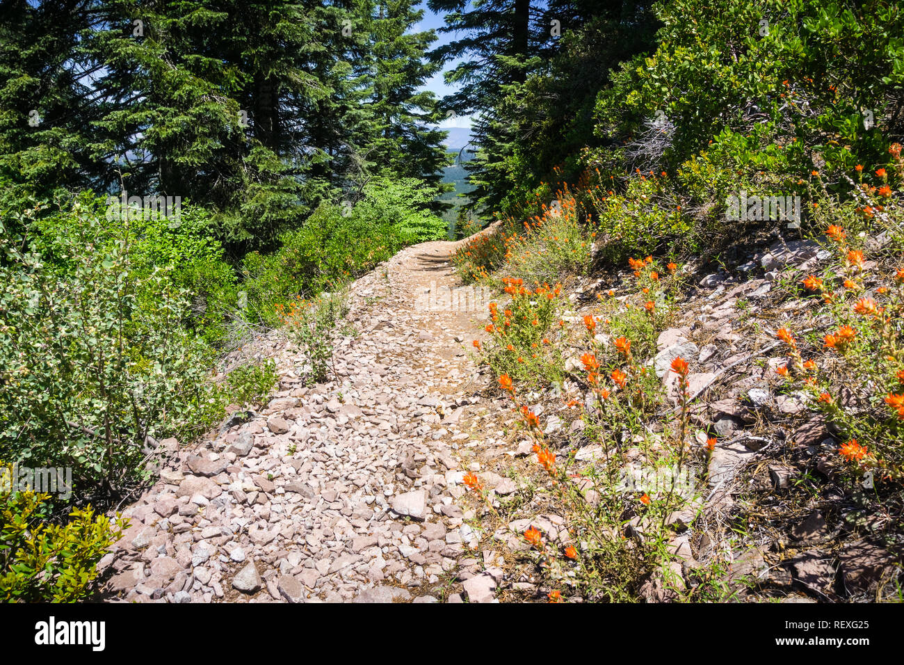 Randonnées sentier menant au sommet de Black Butte, à proximité de la montagne de Shasta, Californie du Nord, Comté de Siskiyou Banque D'Images