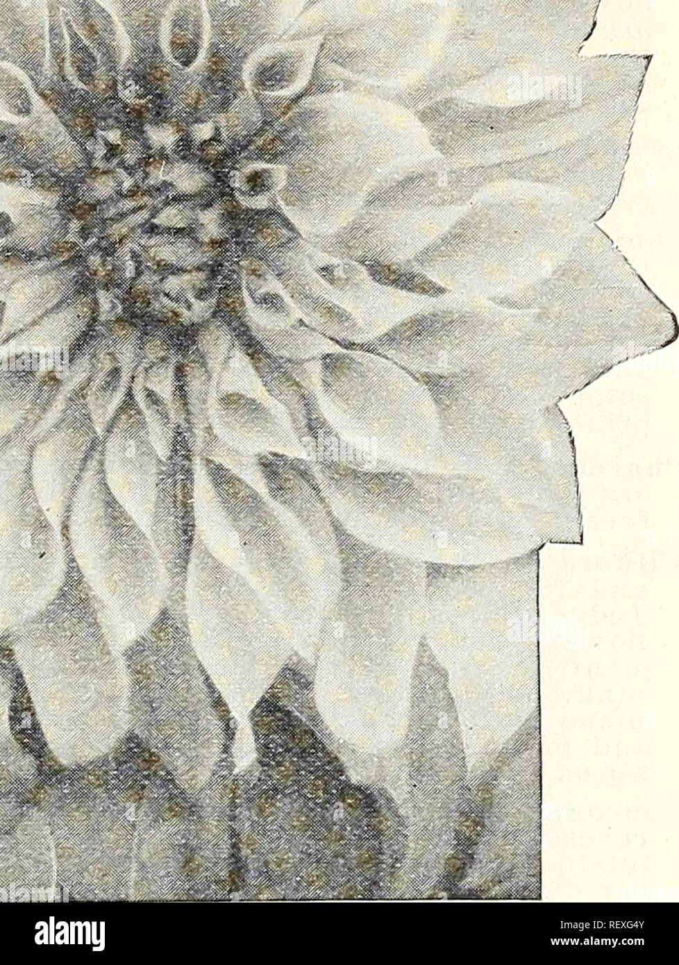 Dreers Liste Des Prix De Gros Des Graines De Fleurs Et