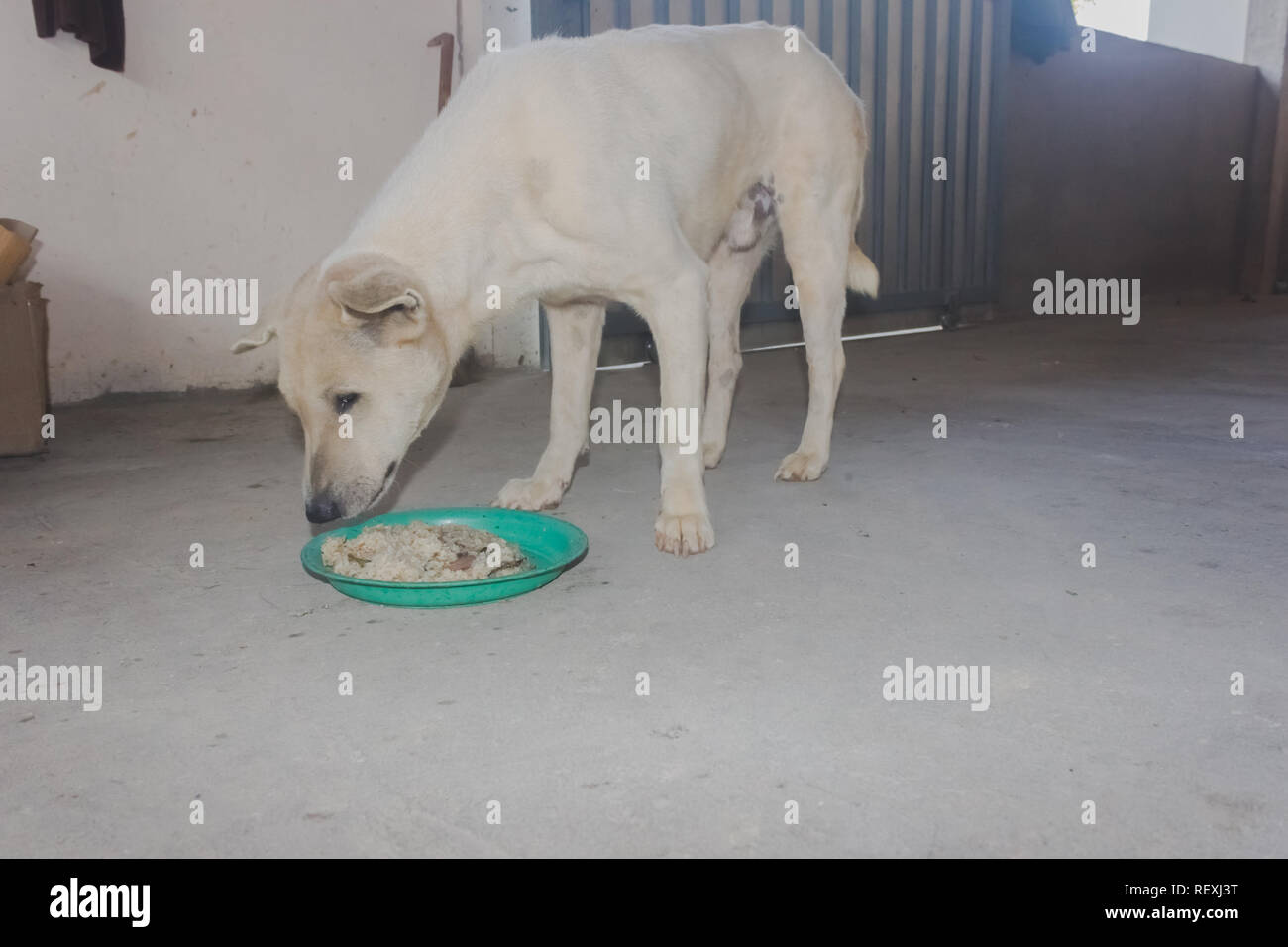 Alimentation chien riz collant en plaque verte pour son petit-déjeuner seul close up Banque D'Images