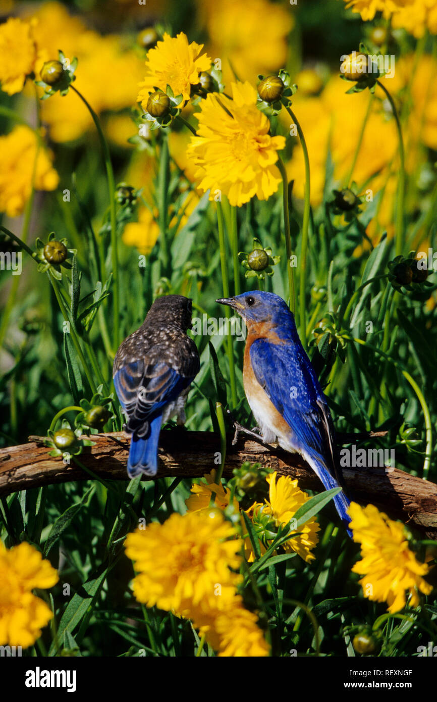 01377-15415 Bluebirds de l'Est (Sialia sialis) alimentation mâle juvenal dans jardin fleuri près de coréopsis à feuilles lancéolées Coreopsis lanceolata) (Marion Co. IL Banque D'Images