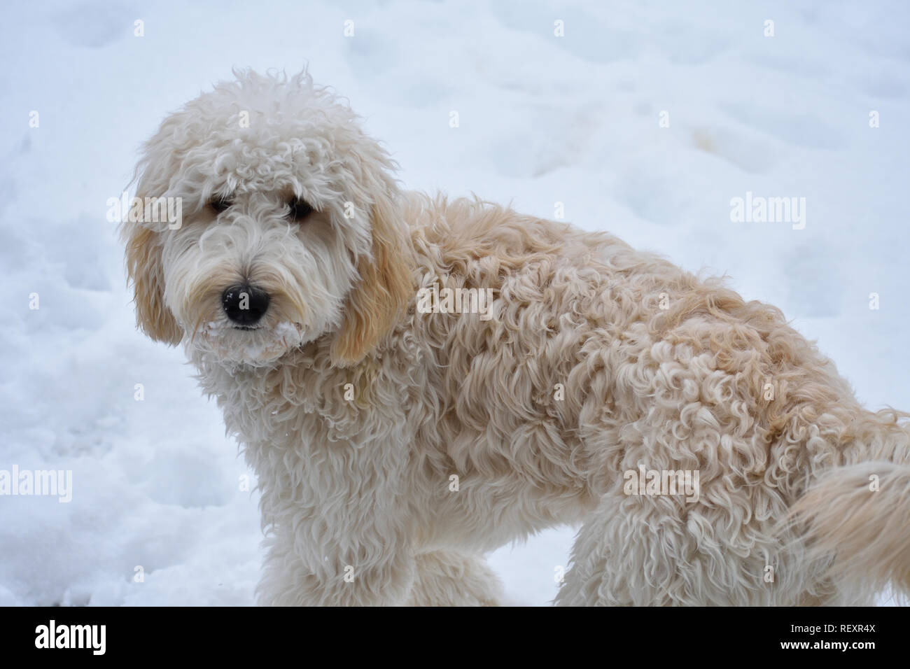 Golden Doodle dans la neige Banque D'Images