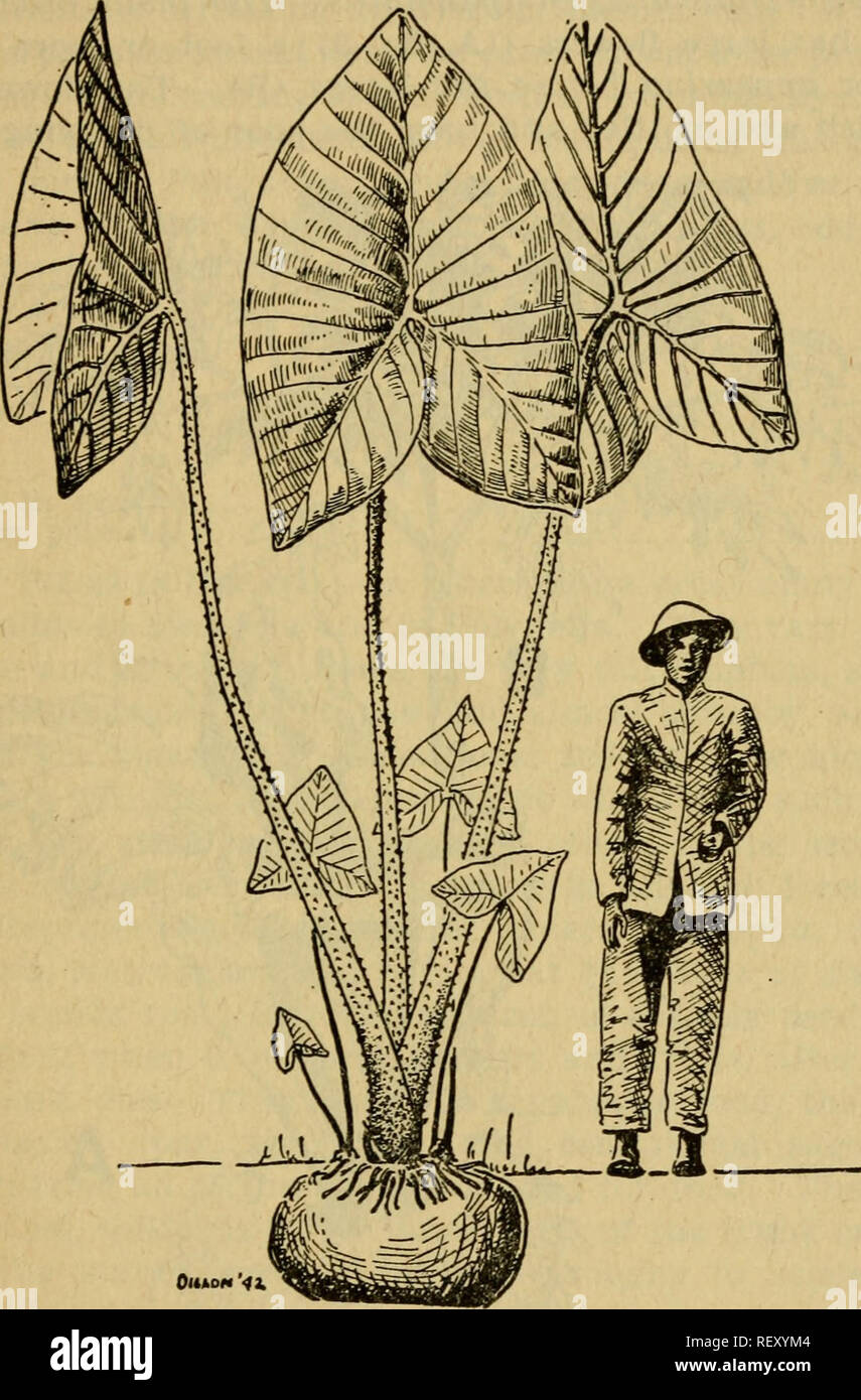 . Les plantes alimentaires d'urgence et les plantes toxiques des îles du Pacifique. -- Les plantes comestibles, les îles du Pacifique ; les plantes vénéneuses. Les plantes alimentaires D'URGENCE ET LES PLANTES toxiques 14. «OliAOM FiGtTRE 41 V 8.-Cyrtosperma chamissonis. d. (Cyrtosperma chamissonis).-c'est une très grande plante qui pousse uniquement dans les marais d'eau douce ou des lieux plus ou moins dans l'ouvert. Les feuilles sont plus ou moins couverts d'épines courtes. Parfois, c'est cultivé. La grande partie clandestine est riche en amidon, mais est d'être mangé que lorsque bien cuit, soit bouillies ou rôties. Noms locaux : Gdliang, pdl Banque D'Images