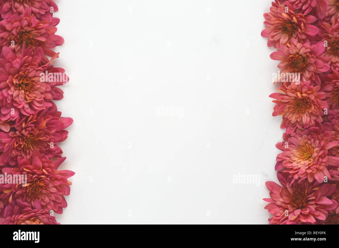 Automne Automne fond floral rouge profond avec chrysantemums sur fond blanc avec l'exemplaire de l'espace. Maquette de carte de vœux et de frontière. Espace de travail de bureau télévision mise en page. Banque D'Images
