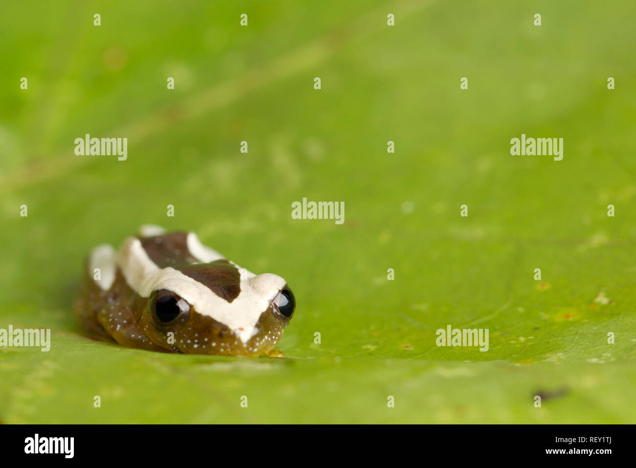 Une feuille plus grande grenouille de pliage, Afrixalus fornasini, ou la tortue grenouille Fornasini reed se trouve sur une feuille en Richards Bay, KwaZulu-Natal, Afrique du Sud. Banque D'Images