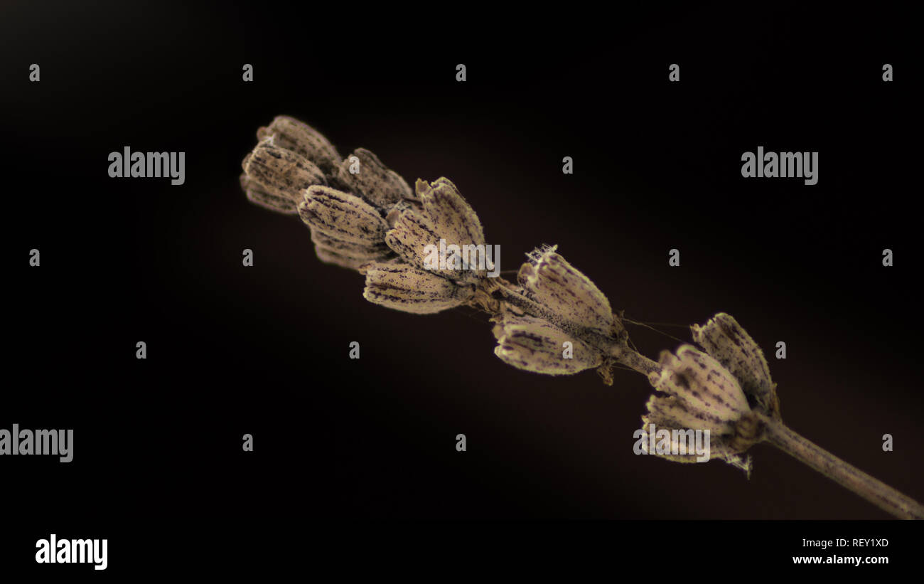 La direction générale de l'usine de lavande solitaire en arrière-plan foncé placés en diagonale. La macro photographie. Libre Banque D'Images